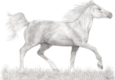 Pferd - Bleistiftzeichnung