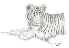 Tiger - Bleistiftzeichnung